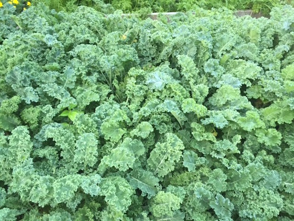 crazykale