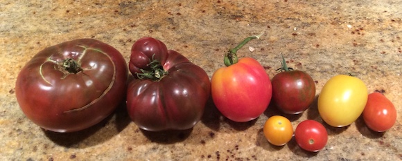summertomato2