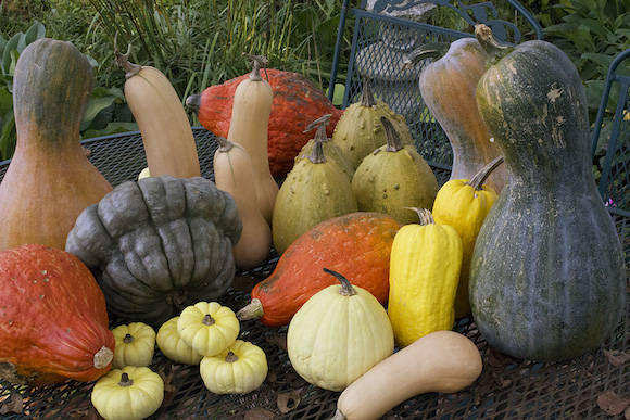 WinterSquash2
