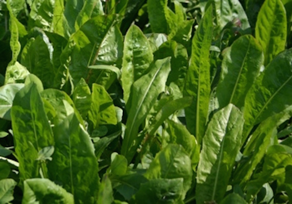 Chicory