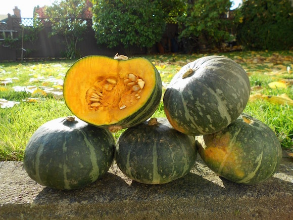 kabocha