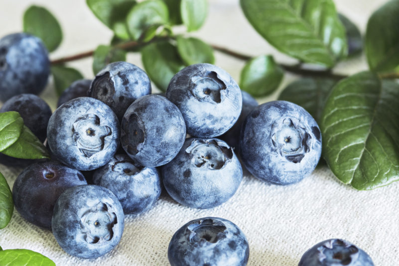 Organic blueberry with leaves