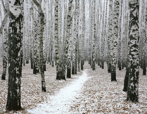 Snow pathway in autumn birch forest