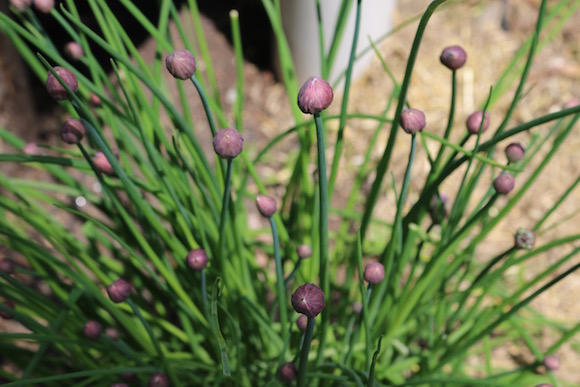 chives