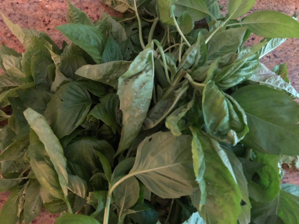 Summer Fresh Tomato Basil Sauce